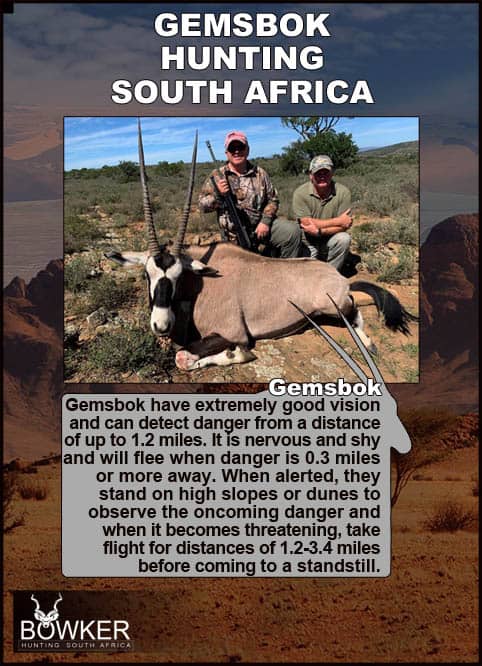 Gemsbok or Oryx were traditionally found in the north-western and western parts of South Africa, which is the Northern Cape, Kalahari, North West and Western Cape. Gemsbok trophy hunted. Gemsbok have very good eyesight.