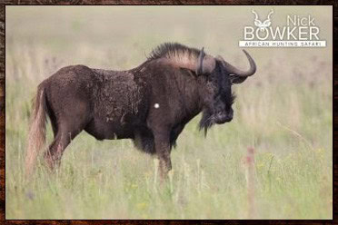 Black Wildebeest and gemsbok are the signature trophies in our starter $4000 package. Black Wildebeest and gemsbok are the signature trophies in our starter $4000 package.