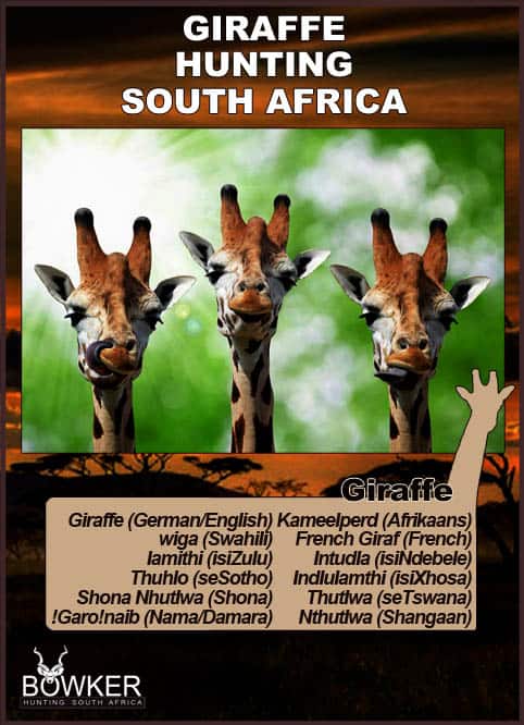 Giraffe Hunting - All You Need to Know About Hunting Giraffe 28 Names in local African languages.
