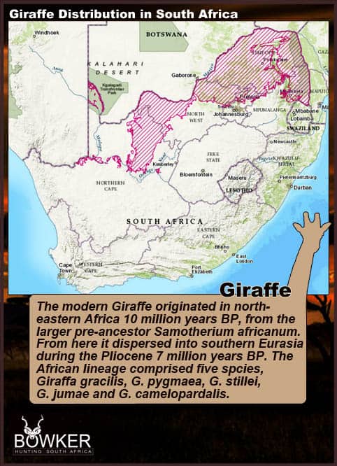 Giraffe Hunting - All You Need to Know About Hunting Giraffe 26 Distribution through South Africa
