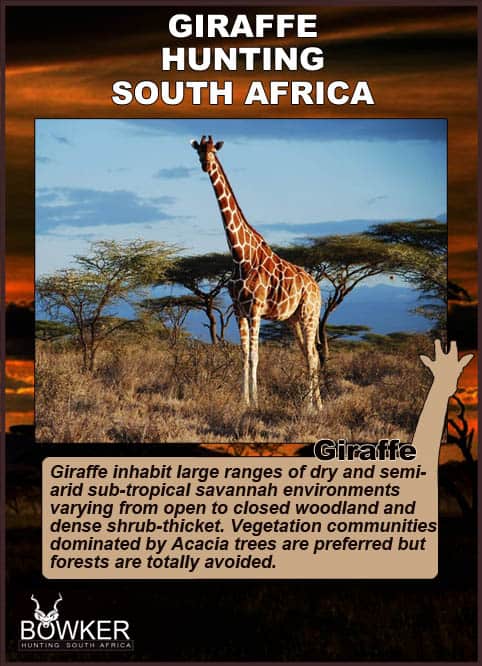 Giraffe Hunting - All You Need to Know About Hunting Giraffe 27 Habitat is large and includes dry and semi arid regions.