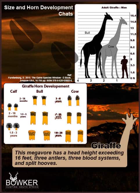 Giraffe Hunting - All You Need to Know About Hunting Giraffe 25 Giraffe horn development.
