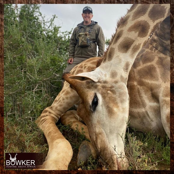Giraffe Hunting - All You Need to Know About Hunting Giraffe 5 Giraffe hunting in Africa.