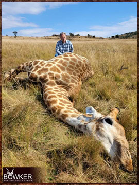 Trophy Hunting South Africa 3 Giraffe hunting in Africa with Nick Bowker.