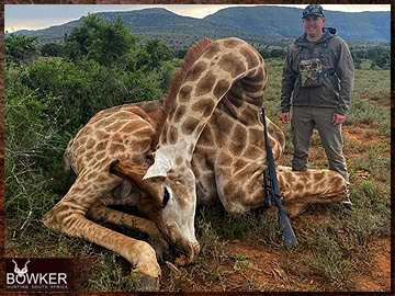 Trophy Hunting South Africa 2 Giraffe hunting in Africa.