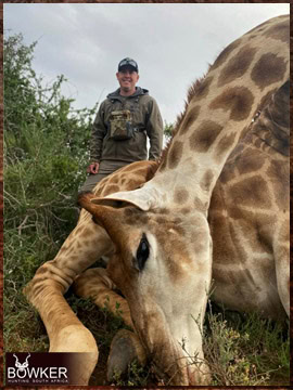 Trophy Hunting South Africa 6 Giraffe trophy hunted in South Africa.