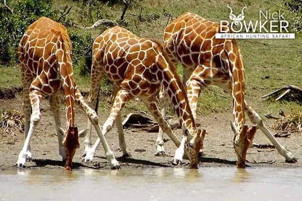 Giraffe Hunting - All You Need to Know About Hunting Giraffe 3 Giraffe drinking. Giraffe hunting makes for a very exciting stalk.