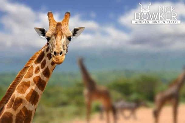 Giraffe male.The male has larger ossicones used for fighting and causes the fur to rub off. Giraffe male.The male has larger ossicones used for fighting and causes the fur to rub off.