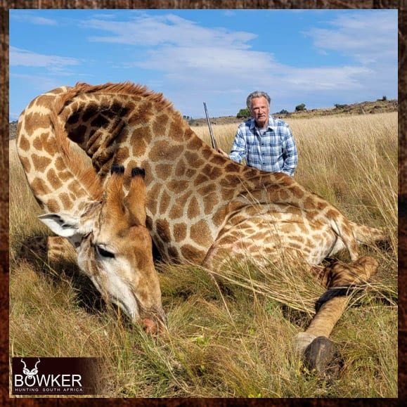 Giraffe Hunting - All You Need to Know About Hunting Giraffe 10 Giraffe trophy hunting in South Africa.