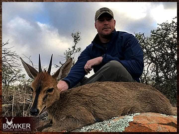 Trophy Hunting South Africa 167 Grey duiker African safari hunting