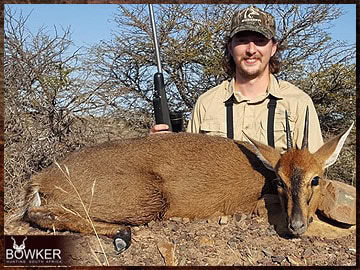 Trophy Hunting South Africa 164 Grey duiker African safari hunting