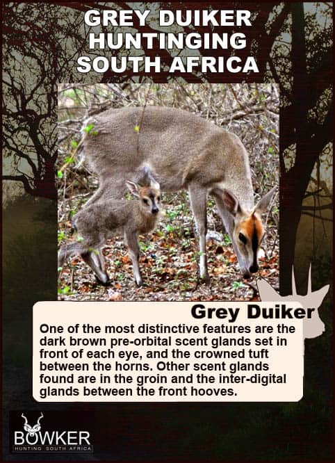 Common Grey Duiker Hunting - Expert Tips for Duiker Hunts 23 Breeding and young.