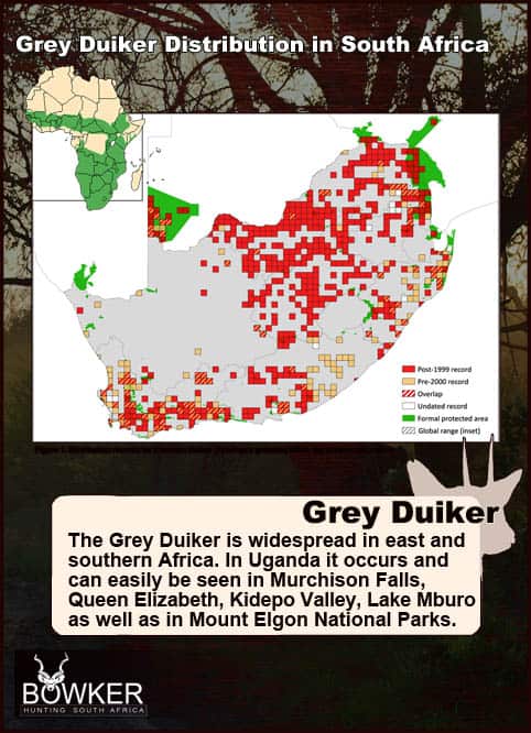 Common Grey Duiker Hunting - Expert Tips for Duiker Hunts 20 Distribution in South Africa.