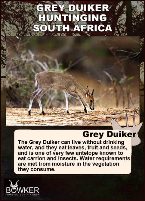 Common Grey Duiker Hunting - Expert Tips for Duiker Hunts 22 Drinking habits