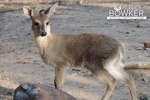 Females have a tuft of hair between their ears but no horns. Females have a tuft of hair between their ears but no horns.