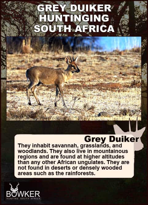Common Grey Duiker Hunting - Expert Tips for Duiker Hunts 19 Grey duiker habitat in South Africa.