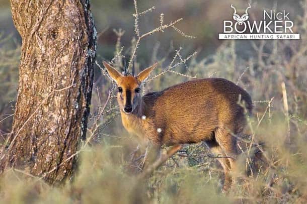 Shot placement should be on the bottom third of the shoulder for duiker hunting Shot placement for Duiker hunting