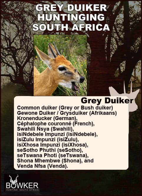 Common Grey Duiker Hunting - Expert Tips for Duiker Hunts 17 Grey duiker local names in South Africa.