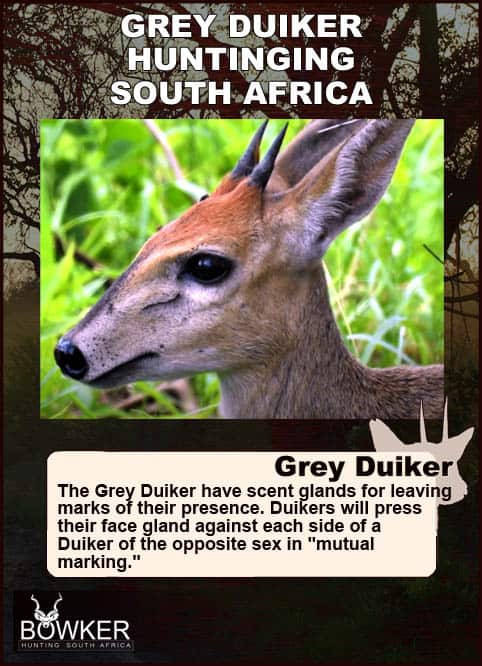 Common Grey Duiker Hunting - Expert Tips for Duiker Hunts 24 Scent glands and marking.