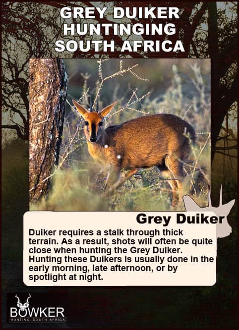 Common Grey Duiker Hunting - Expert Tips for Duiker Hunts 25 Grey duiker shot placement.