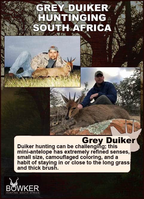 Common Grey Duiker Hunting - Expert Tips for Duiker Hunts 26 shot placement.