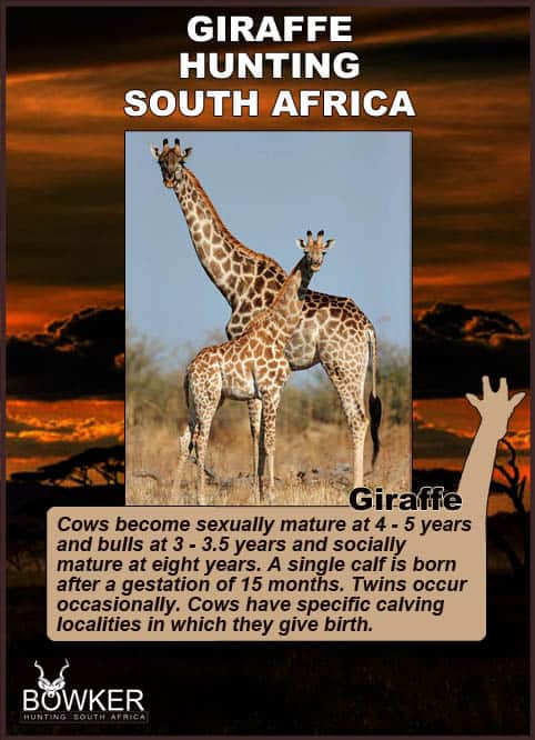 Giraffe Hunting - All You Need to Know About Hunting Giraffe 22 Giraffe mother and calf. The gestation period is 15 months.