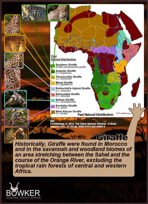 Giraffe Hunting - All You Need to Know About Hunting Giraffe 21 Giraffe distribution across Africa.