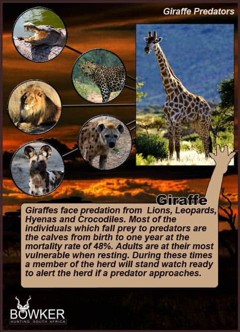 Giraffe Hunting - All You Need to Know About Hunting Giraffe 20 Giraffe trophy hunt. The Giraffes major predator is the lion.