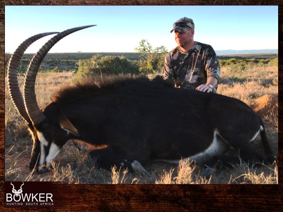 Choosing an African Outfitter for a Guided Hunt 24 How to hunt sable with an African hunting guide.