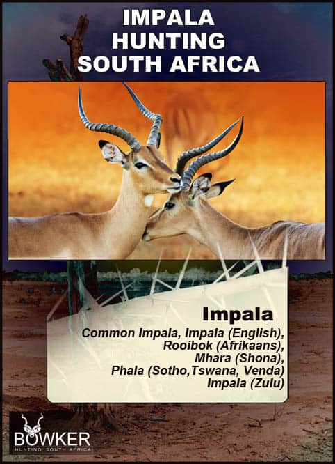 Natural predators of the impala. Local African names of the impala.
