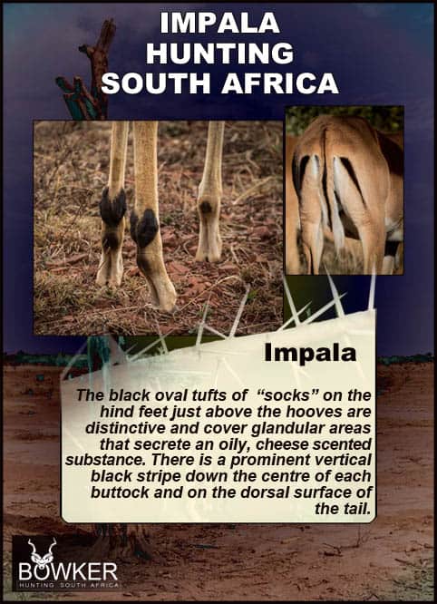 Black Impala male with females The black tufts in the feet are glandular areas.