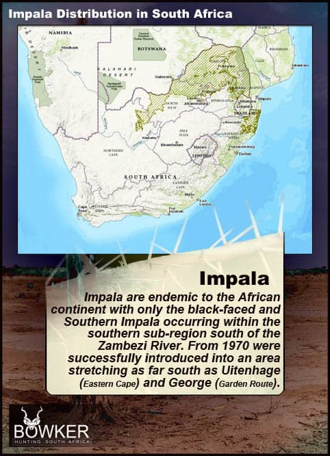 Impala have tufts of blackish hair or socks on their hind feet. These glands secrete an oily substance. Distribution across South Africa.