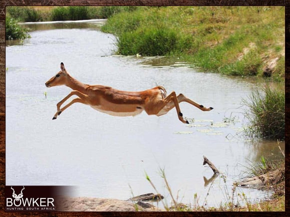 Impala female jumping across the water. Impala can leap 10 feet. Impala female leaping over water.