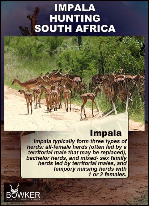 Impala are widespread in the Eastern Cape after being introduced in 1970 Impala typically from three types of herds.
