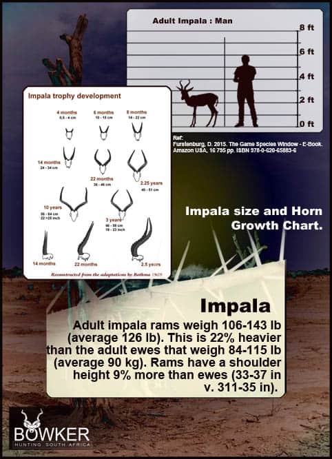 Development to maturity of an impala ram Horn development of impala to maturity.