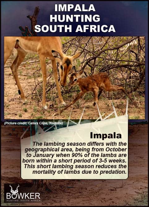 Impala mother with new born lamb during the lambing season 90 percent of lambs are born with in 3 to 5 weeks of each other.
