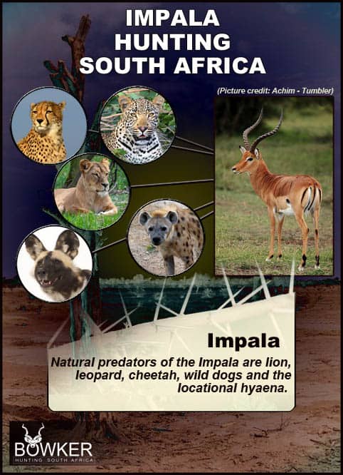 Shot placement should be on the bottom third of the shoulder. Impala can jump 10 feet Predators include cheetah.