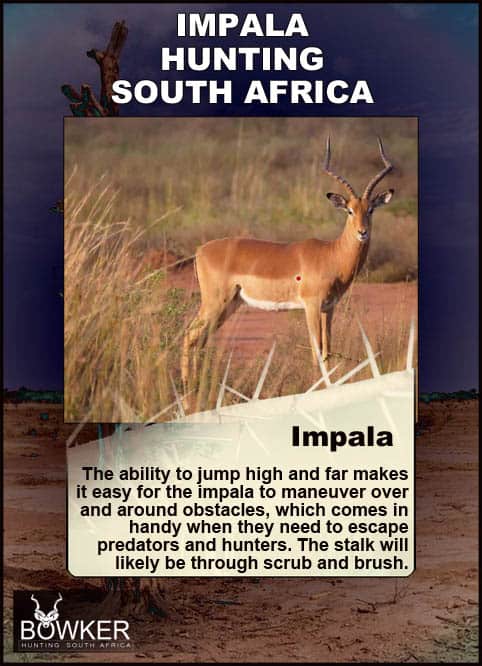 Impala herd with impala lambs Shot placement for impala hunting.