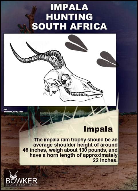 Impala should have a horn length of 22 inches A ram should have a weight of 130 pounds.