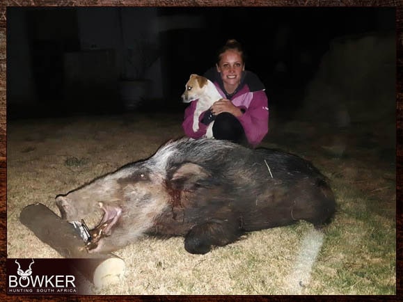 Best Dog Breeds for African Hunting - Your Plains Game Hunt Companion 16 Jack Russel with Bushpig