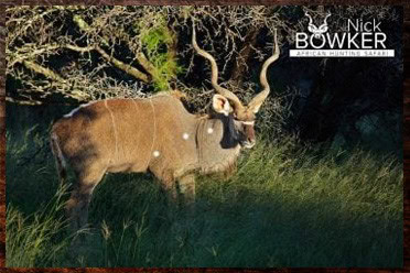 Black Wildebeest and Kudu are the signature trophies in our starter $4500 package. Black Wildebeest and Kudu are the signature trophies in our starter $4500 package.