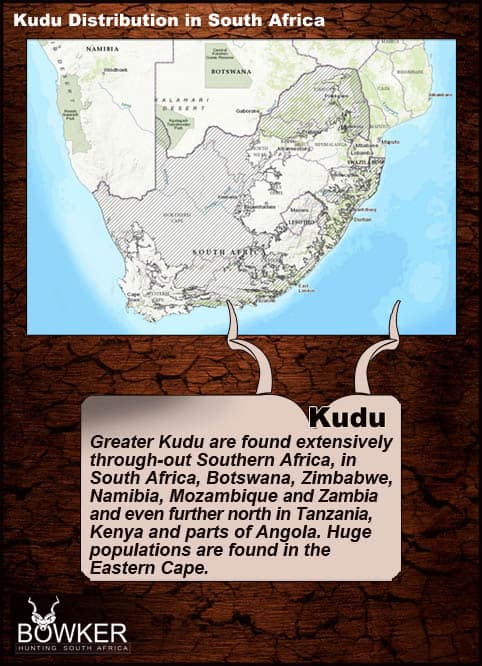 The Great kudu is a large antelope with tawny coloring and thin, white, sparse vertical stripes. Greater kudu may be distinguished from a similar species, the lesser kudu (Tragelaphus imberbis), by the presence of a throat mane. The male has long black twisted horns. Females do not have horns. Kudu distribution in South Africa.