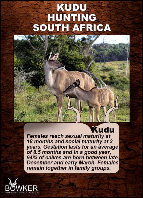 Kudu is highly alert and notoriously hard to approach. When they detect danger – often using their large, radar-like ears – they give a hoarse alarm bark, then flee. Kudu cow and calf.