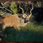Mastering Kudu Hunting: The Ultimate Guide to Hunting Kudu 29 Kudu gemsbok plains game package.