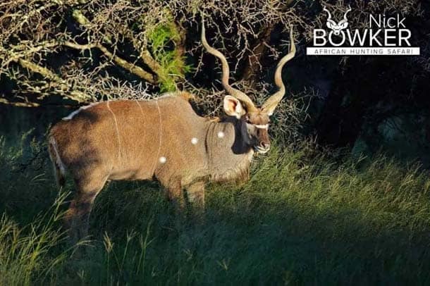 Shot placement should be on the bottom third of the shoulder for Kudu hunting Shot placement should be on the bottom third of the shoulder for Kudu hunting