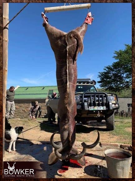 African Hunting Trip 2 Kudu hunting trip with Nick Bowker