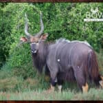 Nyala Hunting - All You Need to know about Nyala Hunts 32 Nyala and Kudu are the signature trophies in our starter $5500 package.