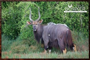 Nyala and Kudu are the signature trophies in our starter $5500 package. Nyala and Kudu are the signature trophies in our starter $5500 package.