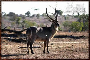 African Hunting Packages - Calculate Your Africa Safari Hunt Trip Cost 10 Kudu, Waterbuck and Nyala are the signature trophies in our $8000 big game package.