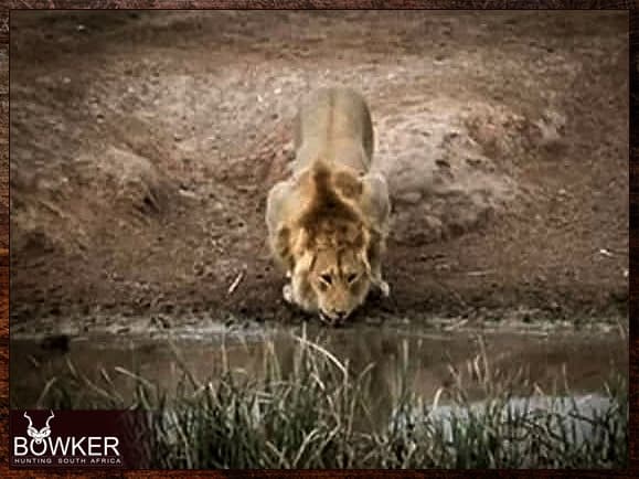 African Safari 19 Male lion drinking